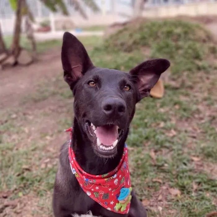 Cachorro ra a SRD-ViraLata idade 2 anos nome Sudão