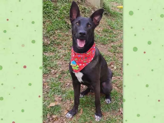Cachorro ra a SRD-ViraLata idade 2 anos nome Sudão