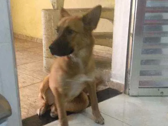 Cachorro ra a Pastor Alemão idade 3 anos nome Penélope