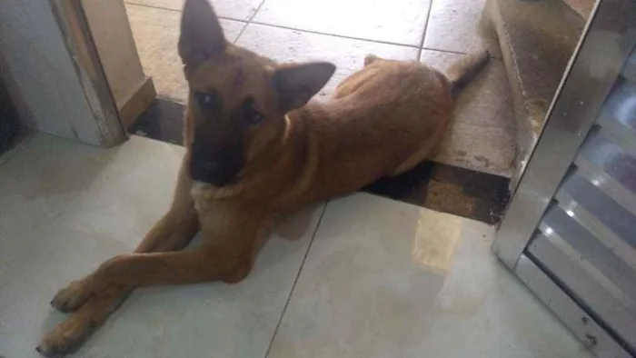 Cachorro ra a Pastor Alemão idade 3 anos nome Penélope