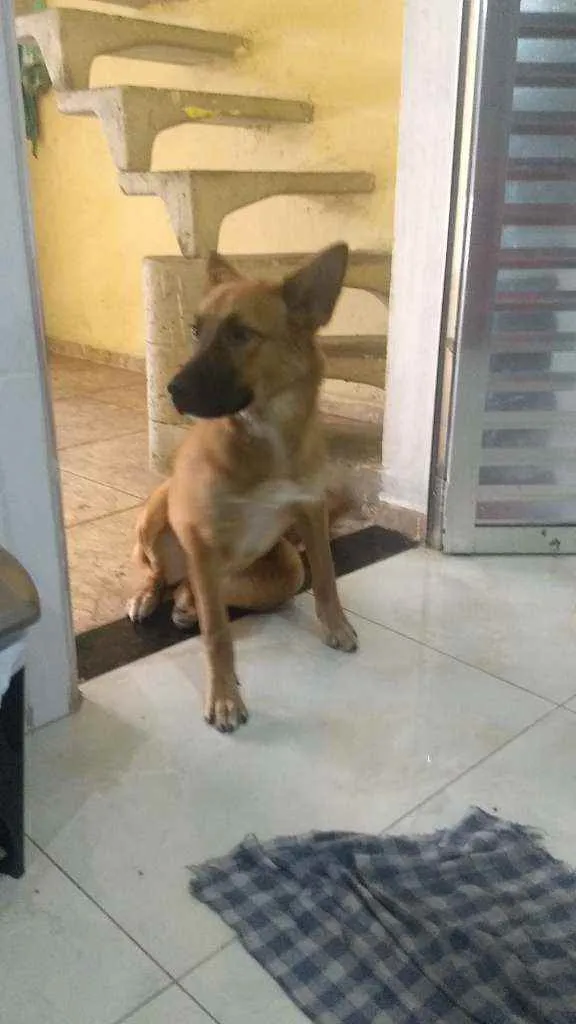 Cachorro ra a Pastor Alemão idade 3 anos nome Penélope