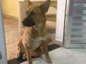 Cachorro raça Pastor Alemão idade 3 anos nome Penélope
