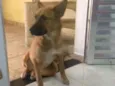 Penélope