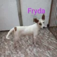Fryda
