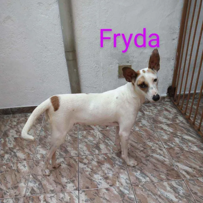 Cachorro raça Srd idade 2 anos nome Fryda