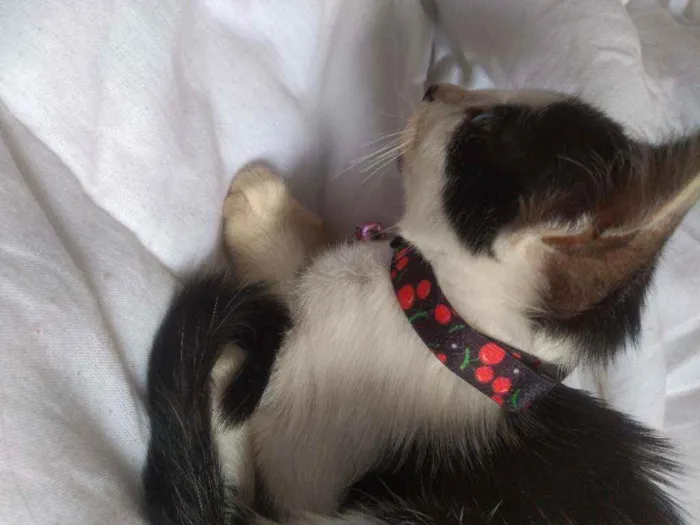 Gato raça Não sei idade Abaixo de 2 meses nome Não tem nome