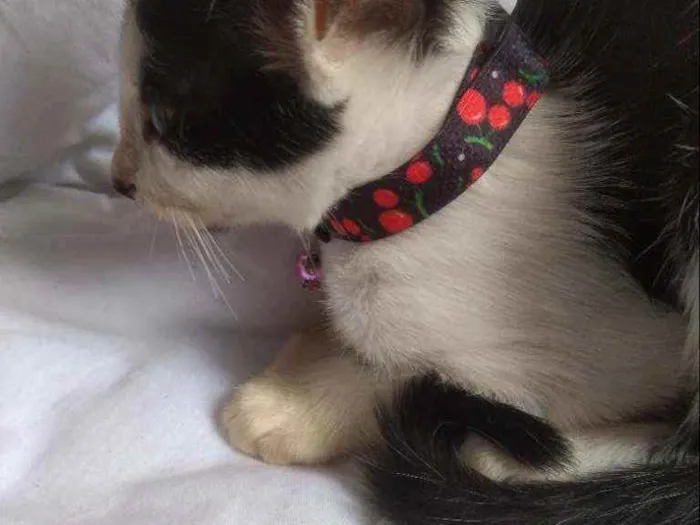 Gato raça Não sei idade Abaixo de 2 meses nome Não tem nome