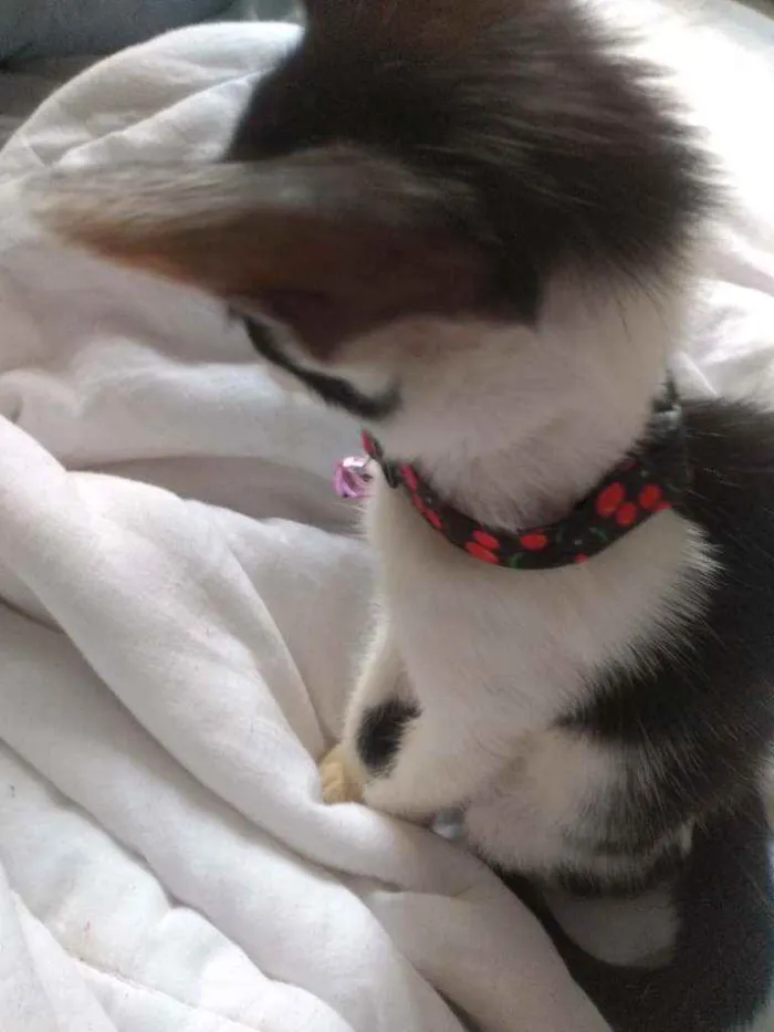 Gato raça Não sei idade Abaixo de 2 meses nome Não tem nome