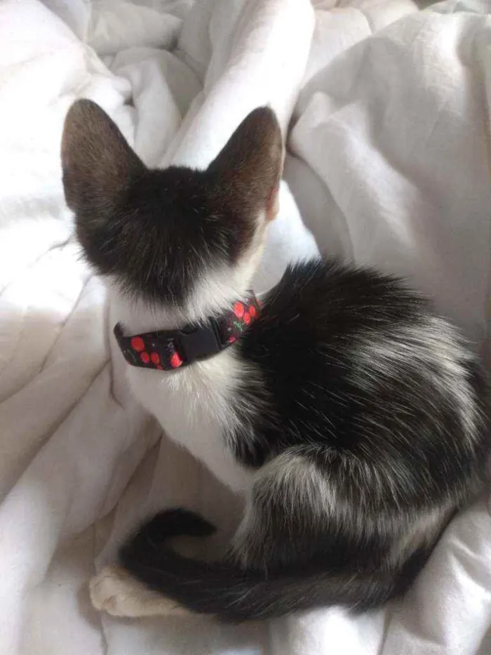 Gato raça Não sei idade Abaixo de 2 meses nome Não tem nome