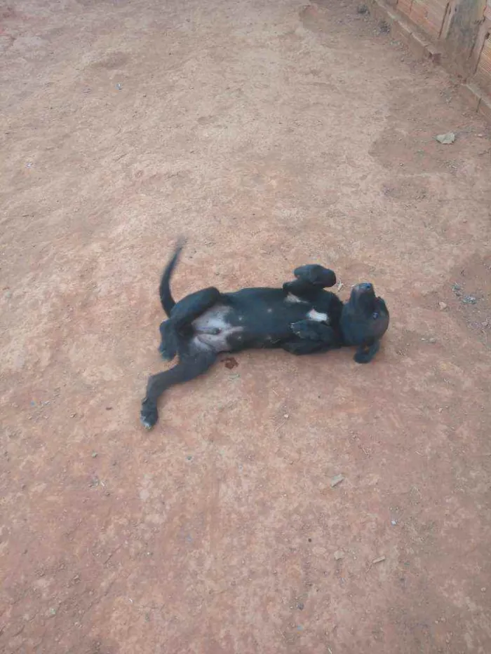 Cachorro ra a Vira lata idade 2 a 6 meses nome Floki