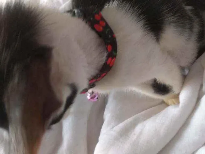 Gato raça Não sei idade Abaixo de 2 meses nome Não tem nome
