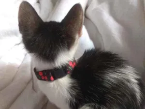 Gato raça Não sei idade Abaixo de 2 meses nome Não tem nome
