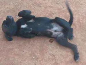 Cachorro raça Vira lata idade 2 a 6 meses nome Floki