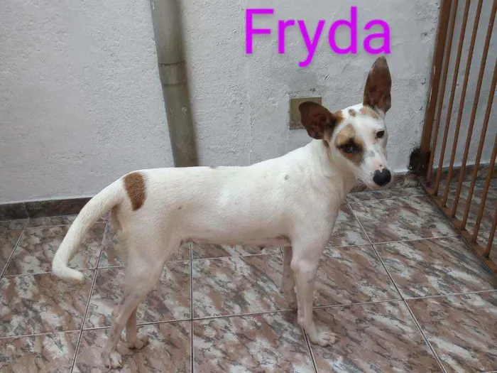 Cachorro raça Srd idade 2 anos nome Fryda