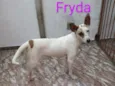 Fryda