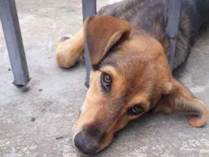 Cachorro raça vira lata idade 2 a 6 meses nome amora