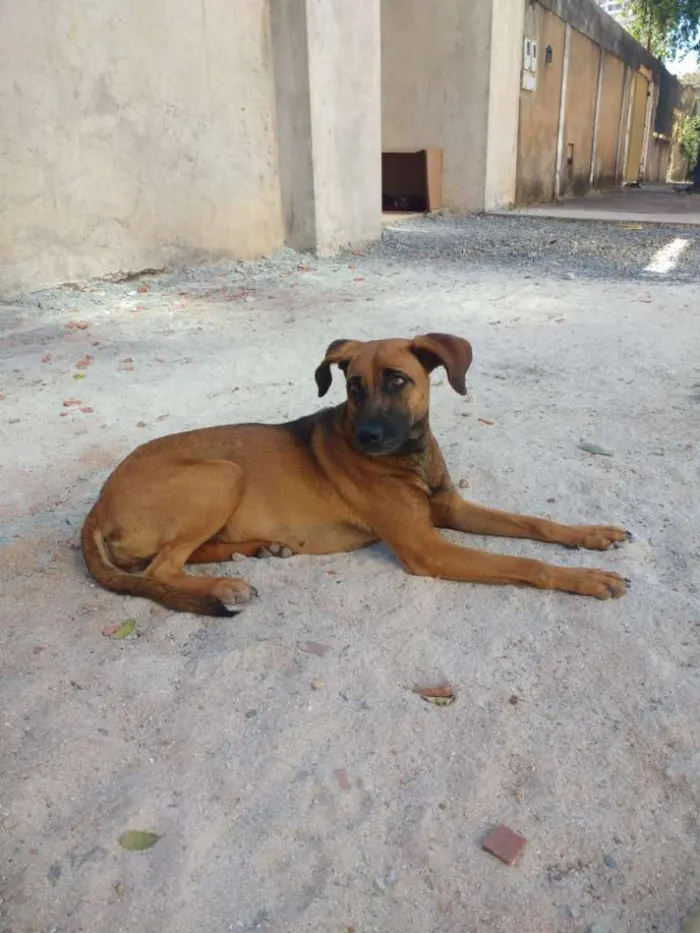 Cachorro ra a sem raça definida idade 1 ano nome Malú