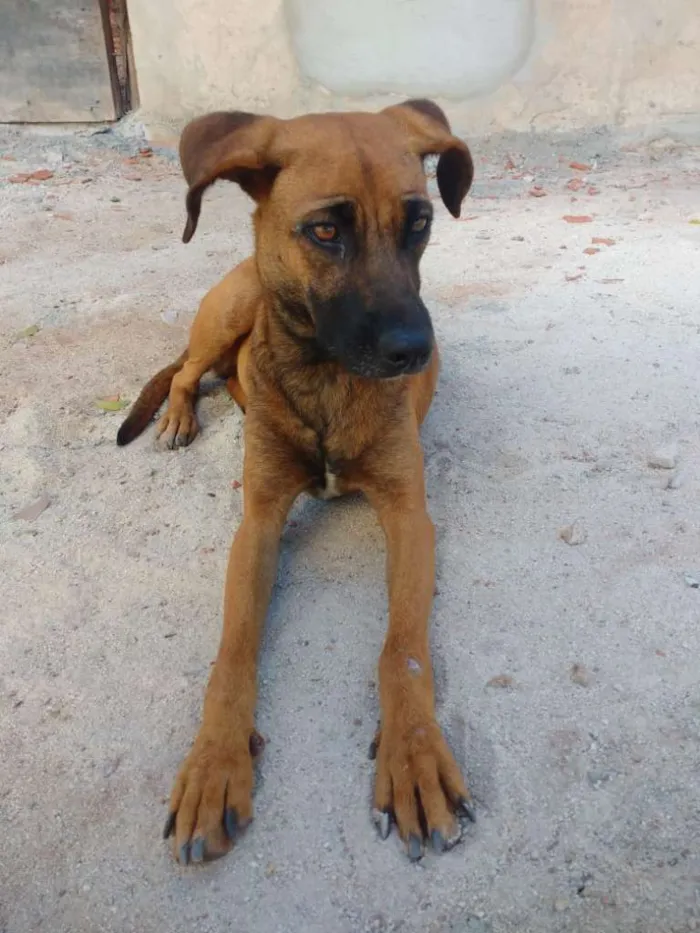 Cachorro ra a sem raça definida idade 1 ano nome Malú