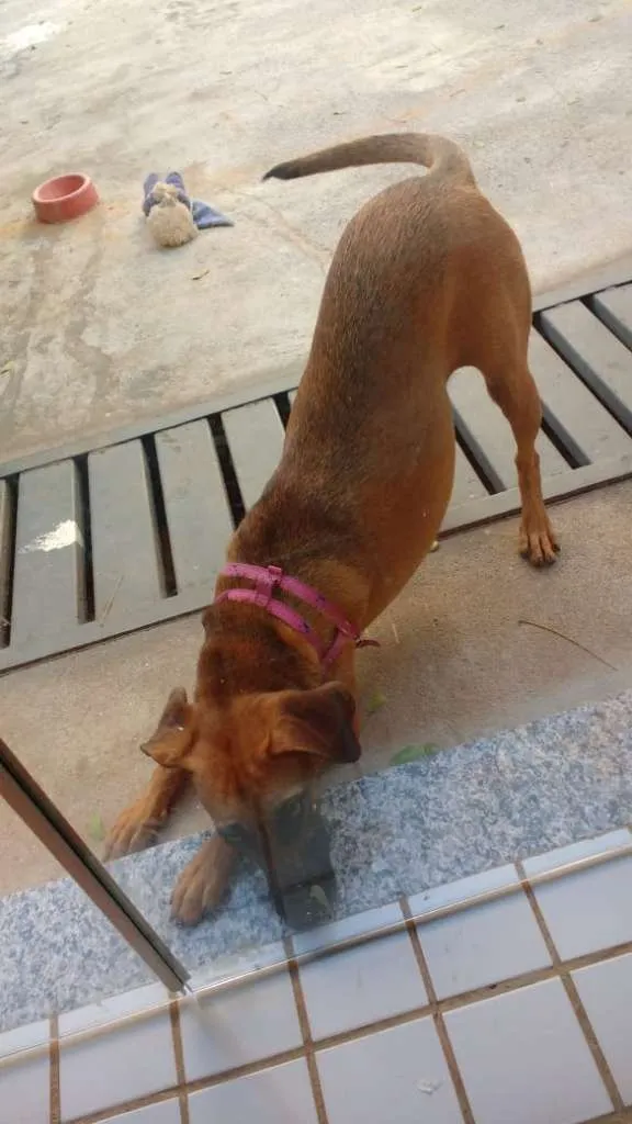 Cachorro ra a sem raça definida idade 1 ano nome Malú