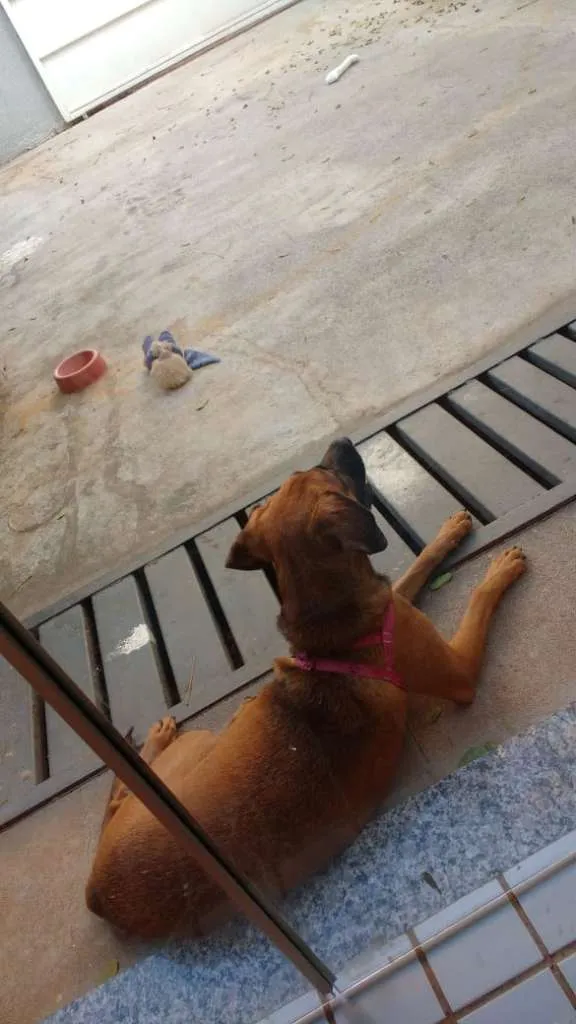 Cachorro ra a sem raça definida idade 1 ano nome Malú