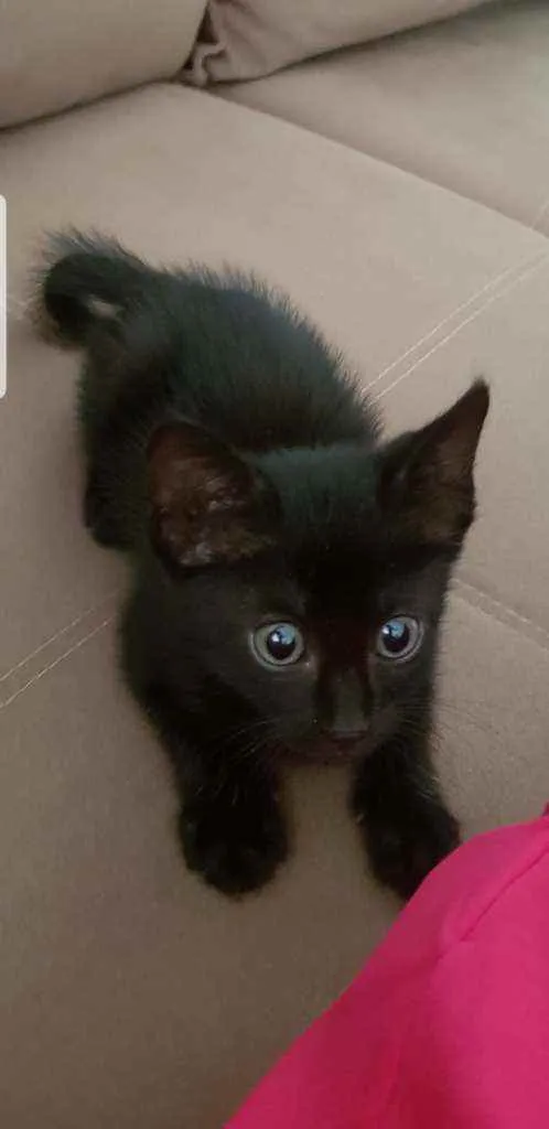 Gato ra a Sem raça  idade Abaixo de 2 meses nome Pretinho lindo????