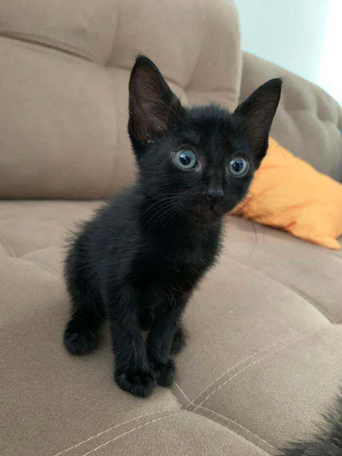 Gato ra a Sem raça  idade Abaixo de 2 meses nome Pretinho lindo????