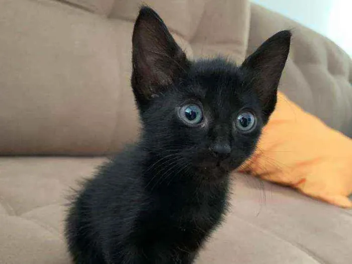 Gato ra a Sem raça  idade Abaixo de 2 meses nome Pretinho lindo????