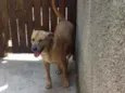 Cachorro raça Vira Lata idade 5 anos nome RADIJA