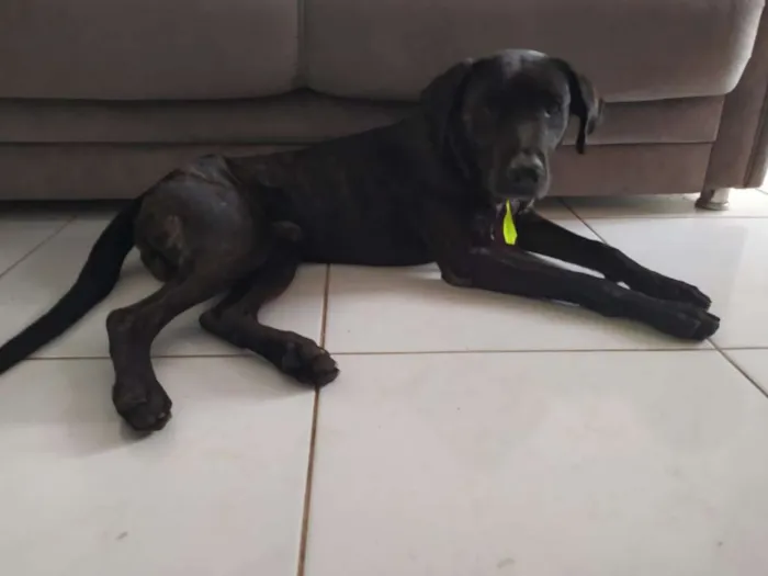 Cachorro ra a Vira Lata idade 3 anos nome Bethoween