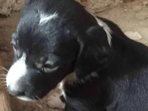 Cachorro raça Vira lata de porte pequeno  idade 2 a 6 meses nome Toquinho 