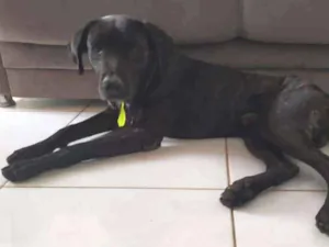 Cachorro raça Vira Lata idade 3 anos nome Bethoween