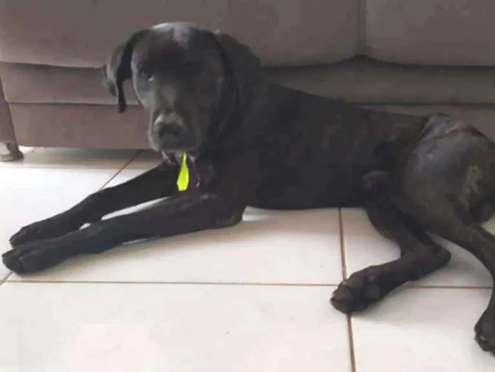 Cachorro ra a Vira Lata idade 3 anos nome Bethoween