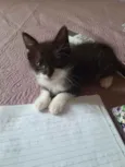 Bentinho