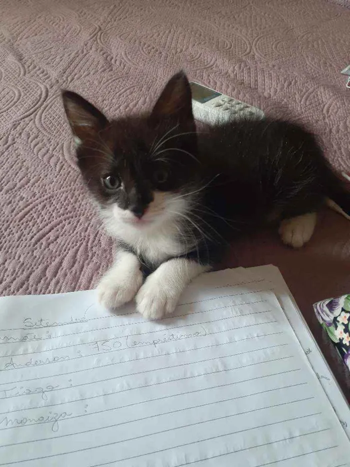 Gato ra a Sem raça definida idade Abaixo de 2 meses nome Bentinho