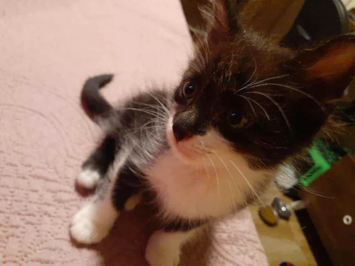 Gato ra a Sem raça definida idade Abaixo de 2 meses nome Bentinho