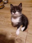 Bentinho