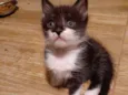 Bentinho