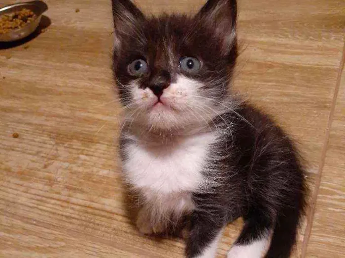 Gato ra a Sem raça definida idade Abaixo de 2 meses nome Bentinho