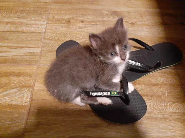 Gato ra a Sem raça definida idade Abaixo de 2 meses nome Belinha 