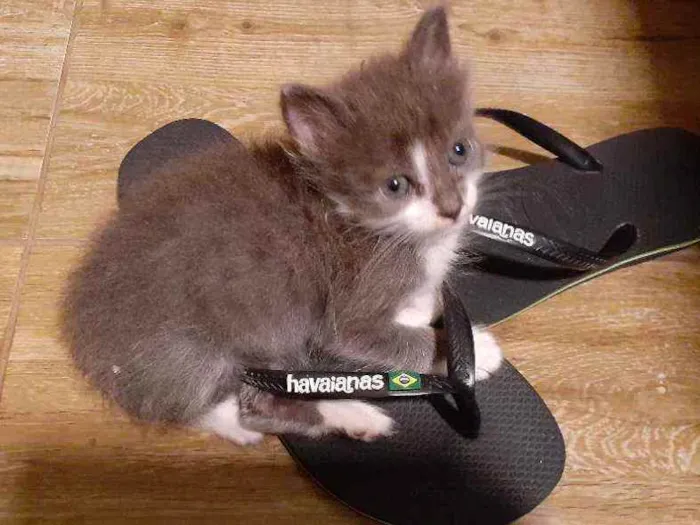 Gato ra a Sem raça definida idade Abaixo de 2 meses nome Belinha 