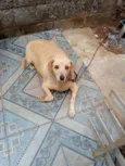 Pretinha