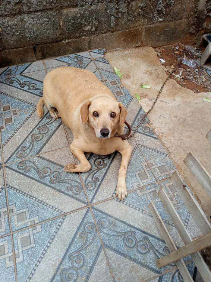 Cachorro raça Sem raça  idade 6 ou mais anos nome Pretinha