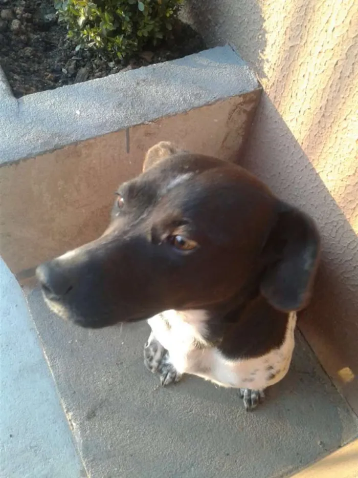 Cachorro ra a vira lata idade 1 ano nome neguinha