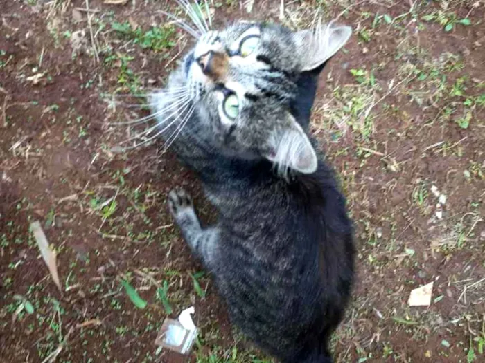 Gato ra a Sem raça definida idade 6 ou mais anos nome Madalena