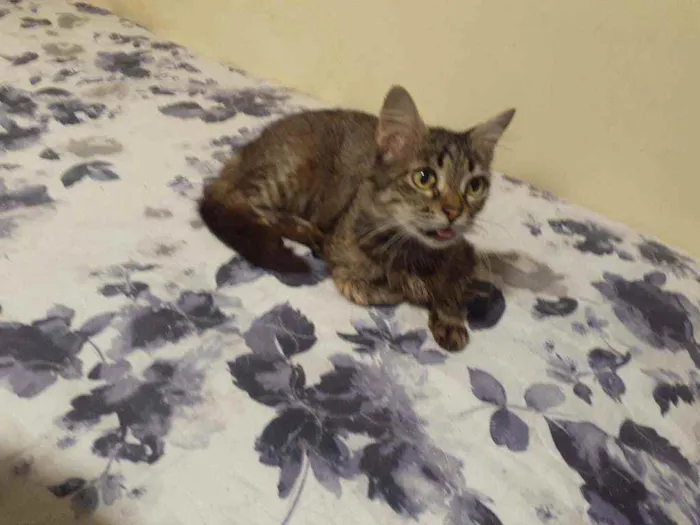 Gato ra a Sem raça definida idade 6 ou mais anos nome Madalena