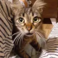 Madalena