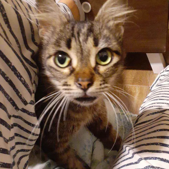 Gato ra a Sem raça definida idade 6 ou mais anos nome Madalena