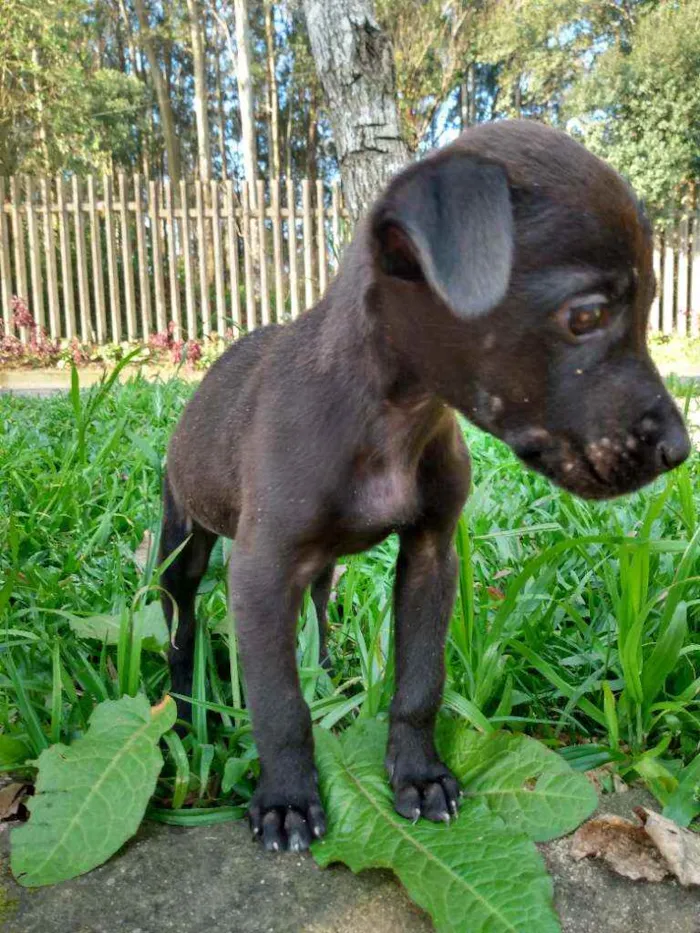 Cachorro ra a  idade Abaixo de 2 meses nome Não tem nome 