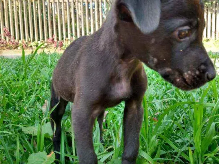 Cachorro ra a  idade Abaixo de 2 meses nome Não tem nome 