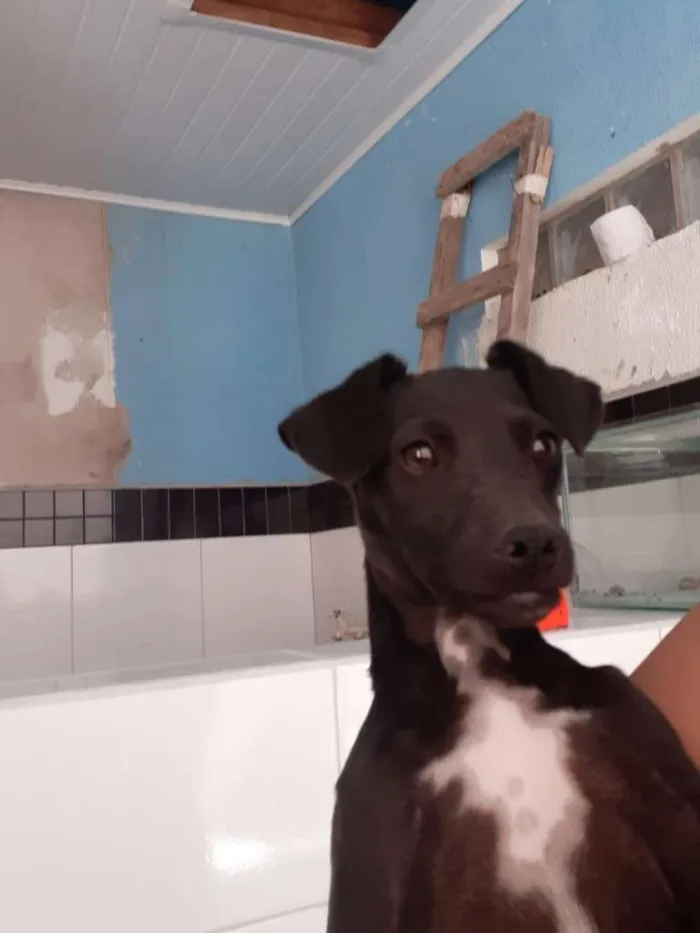 Cachorro ra a vira lata idade 7 a 11 meses nome pretinha